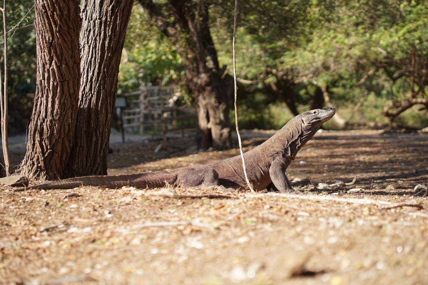 Komodo Island